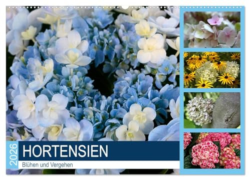 Hortensien Blühen und Vergehen (Wandkalender 2026 DIN A2 quer), CALVENDO Monatskalender: Hortensie, eine Pflanze, die selbst im Verblühen reizvoll bleibt (CALVENDO Natur)