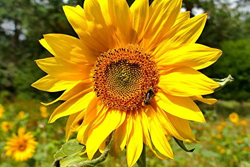 hansepuzzle 13491 - Sonnenblume Puzzle 2000 Teile - Natur-Puzzle mit hochwertiger Aufbewahrung: Kartonbox und wiederverschließbarem Beutel - Puzzle-Maße: 90 x 60 cm
