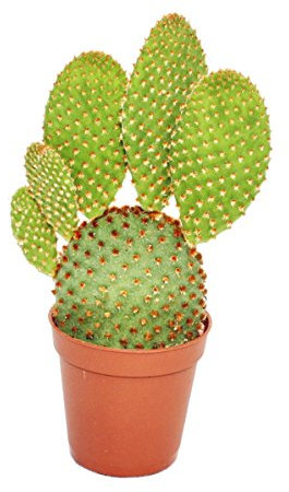 Exotenherz - Opuntia microdasys rufida - rotbraunstachliger Ohrenkaktus - im 5,5cm Topf