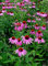 -Bulk- CONEFLOWER -Purple-Echinacea purpurea 500 + Staudensamen