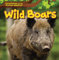 Wild Boars (Creatures of the Forest Habitat)