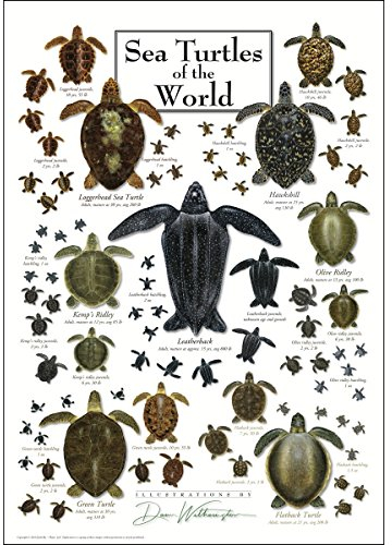 Earth Sky + Water - Meeresschildkröten der Welt - Poster