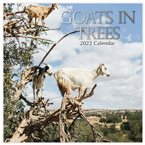 Goats in Trees – Ziegen auf Bäumen 2022 – 16-Monatskalender: Original Gifted Stationery-Kalender [Mehrsprachig] [Kalender] (Wall-Kalender)