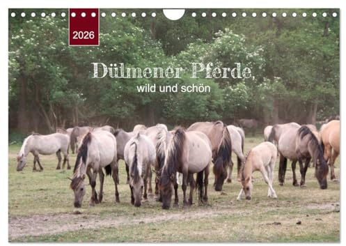 Dülmener Pferde, wild und schön (Wandkalender 2026 DIN A4 quer), CALVENDO Monatskalender: Die LETZTEN ihrer Art in Europa ... (CALVENDO Tiere)