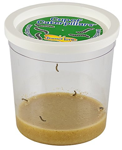 Insect Lore Cup of 3-5 Live Baby Caterpillars - Raise and Release Refill
