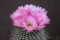 Notocactus rutilans parodia seltene exotische Kakteensammlung Blume Kakteen 150 SEEDS