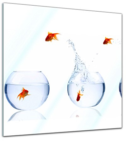 Bilderdepot24 Glasbild - Fischolympiade - 50 x 50 cm - Deko Glas - Wandbild aus Glas - Bild auf Glas - moderne Glasbilder - Glasfoto - Echtglas - kein Acryl - Handmade