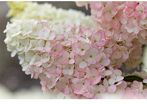 Thompson and Morgan Hardy Perennial Shrubs Hydrangea Paniculata ‘Sunday Fraise’ in Pot Pink & White Shrub Flowers Garden Plants for Hydrangeas for Border & Pots (2 x 3.6 Litre Potted Plant)