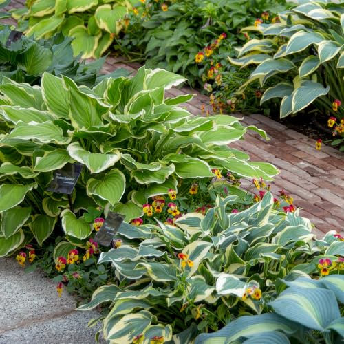 FLORIUM - Hosta Green Garden Kollektion (5 Pflanzen), Mehrjährig mischung von 5 Funkien Sorten, große Winterharte Stauden aus Holland, Hybriden für Beete und Rabatten (kein Samen, zwiebeln)