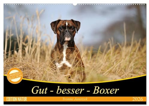 Gut - besser - Boxer (Wandkalender 2026 DIN A2 quer), CALVENDO Monatskalender: Boxer, einzigartige Hunde (CALVENDO Tiere)
