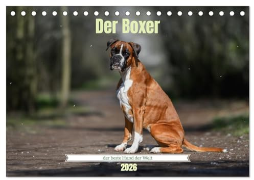 Der Boxer, der beste Hund der Welt (Tischkalender 2026 DIN A5 quer), CALVENDO Monatskalender: Faszinierende Boxer, frech, verspielt und für allerlei Schabernack bereit. (CALVENDO Tiere)