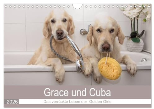 Grace und Cuba - Das verrückte Leben der Golden Girls (Wandkalender 2026 DIN A4 quer), CALVENDO Monatskalender: Ein lustiges Jahr mit zwei Golden Retriever Mädchen (CALVENDO Tiere)