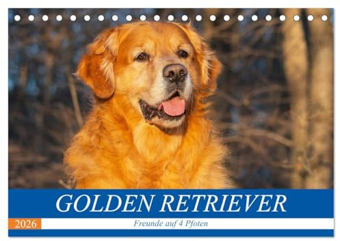 Golden Retriever - Freunde auf 4 Pfoten (Tischkalender 2026 DIN A5 quer), CALVENDO Monatskalender: Eine der schönsten und beliebtesten Hunderassen in 13 bezaubernden Bildern (CALVENDO Tiere)