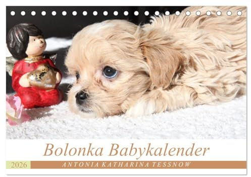 Bolonka Babykalender 2026 (Tischkalender 2026 DIN A5 quer), CALVENDO Monatskalender: Ein gelungener Kalender mit hinreißenden Welpenfotos, denen sich kein Herz verschließen kann. (CALVENDO Tiere)