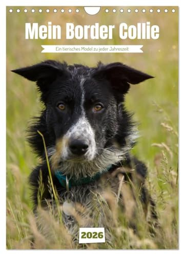 Mein Border Collie (Wandkalender 2026 DIN A4 hoch), CALVENDO Monatskalender: Ein tierisches Model zu jeder Jahreszeit (CALVENDO Tiere)