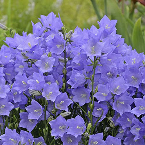 Campanula Persicifolia Blue |300+ Fresh Seeds