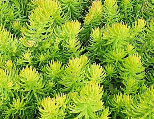 Sedum 'Stonecrop' Winter Lemon Perennial Plug Plants Pack x6