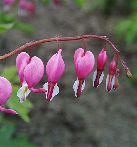 Tränendes Herz - Dicentra spectabilis - lebende Gartenpflanze aus den Baumschulen