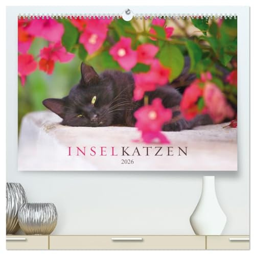 Inselkatzen (hochwertiger Premium Wandkalender 2026 DIN A2 quer), Kunstdruck in Hochglanz: Wunderschöne, farbenprächtige Fotografien von Katzen der griechischen Inseln (CALVENDO Tiere)
