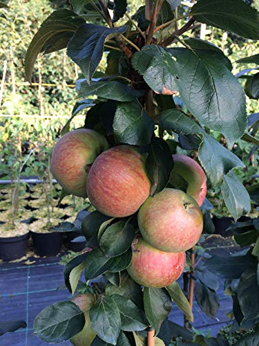 Säulenapfel Canada, Apfelbaum 3 jährig ca.100/120 cm. im Container. Säulen Spätsommer Äpfel