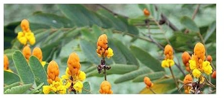 Stk - 10x Senna reticulata Cassia reticulata Strauch Garten Pflanzen - Samen ID1573 - Seeds & Plants Shop by Ipsa