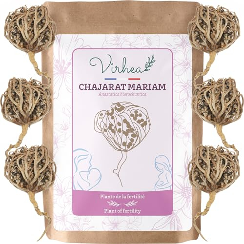 Rosa di Gerico X6, Chajarat Mariam - Taglia S (piccola) - Pianta che favorisce la fertilità - Anastatica Hierochuntica [soddisfatti o rimborsati]