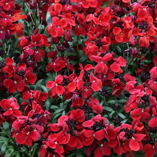 Perfect Plants Winter WallFlower Plants Red - Outdoor Garden Ready Bedding Plants - 6 Plants Each Delivered in a 10.5cm Plant Pot - Delightful Sweet Fragrance