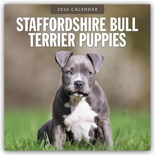 Staffordshire Bull Terrier Puppies – Staffordshire Bullterrier Welpen 2026 – 16-Monatskalender: Original Red Robin Publishing Ltd-Kalender [Mehrsprachig] [Kalender] (Wall-Kalender)