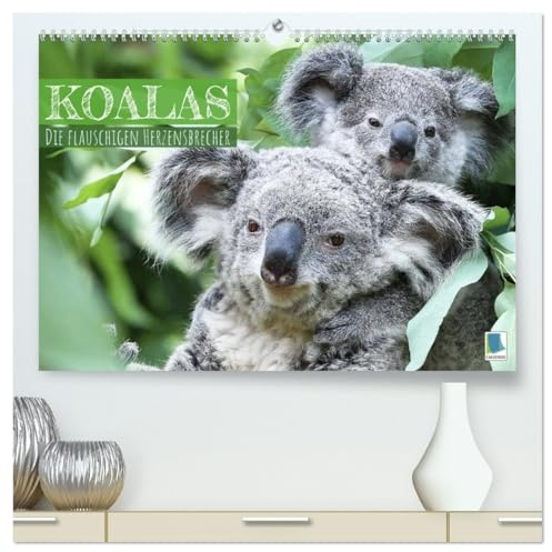 Koalas: die flauschigen Herzensbrecher (hochwertiger Premium Wandkalender 2026 DIN A2 quer), Kunstdruck in Hochglanz: Koalas: Lebende Teddybären aus Australien (CALVENDO Tiere)
