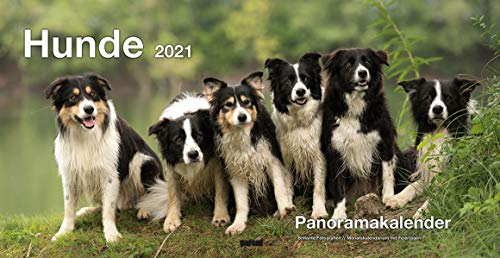 Panoramakalender Hunde 2021