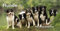 Panoramakalender Hunde 2021