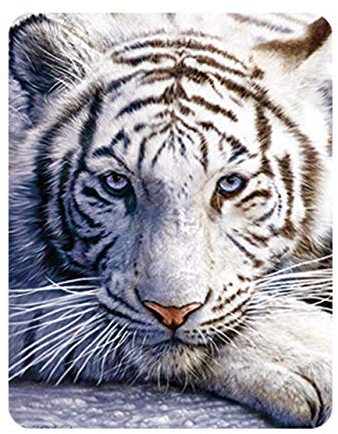 3D LiveLife Magnet - Weiße Tigerruhe von Deluxebase. Linsenförmige 3D Große Katze Kühlschrankmagnet. Dekoration für Kinder und Erwachsene mit Kunstwerk lizenziert von bekannt Künstler, David Penfound