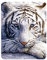 3D LiveLife Magnet - Weiße Tigerruhe von Deluxebase. Linsenförmige 3D Große Katze Kühlschrankmagnet. Dekoration für Kinder und Erwachsene mit Kunstwerk lizenziert von bekannt Künstler, David Penfound