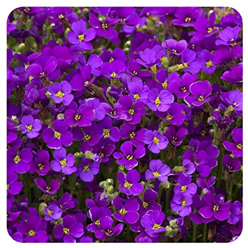 Aubretia Axcent Deep Purple x 8 Plug Plants for Potting on by Growtanical