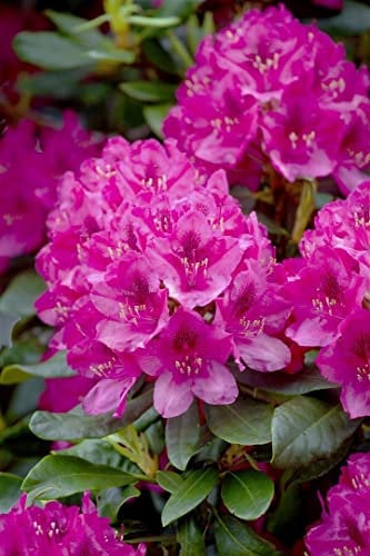 Rhododendron PG 1 'Nova Zembla' 30-40 cm - Rhododendron, leuchtend rote Blüten, Blütezeit Mai-Juni, ideal für Halbschatten, winterhart und pflegeleicht