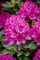 Rhododendron PG 1 'Nova Zembla' 30-40 cm - Rhododendron, leuchtend rote Blüten, Blütezeit Mai-Juni, ideal für Halbschatten, winterhart und pflegeleicht