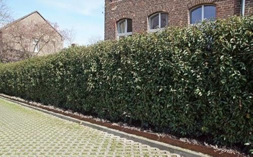 50st. Portugiesischer Kirschlorbeer 60-80cm XXL Buschig im Topf Kirschlorbeer Prunus lusitanica 'Angustifolia' Lorbeer Gartenhecke Sichtschutz