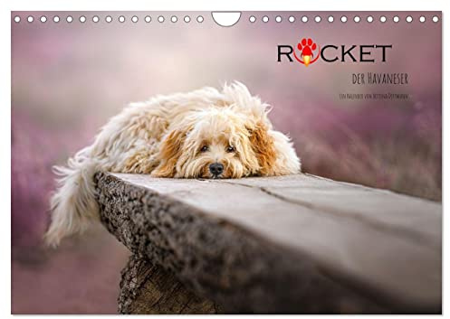 Rocket der Havaneser (Wandkalender 2026 DIN A4 quer), CALVENDO Monatskalender: Kleiner Havaneser ganz groß (CALVENDO Tiere)