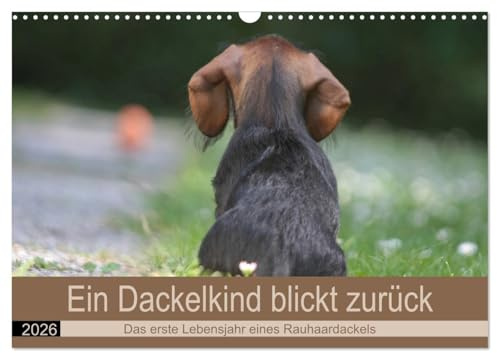 Ein Dackelkind blickt zurück (Wandkalender 2026 DIN A3 quer), CALVENDO Monatskalender: Das spannende erste Jahr im Leben eines Rauhaardackel. (CALVENDO Hobbys)