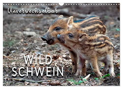 Unverwechselbar - Wildschwein (Wandkalender 2026 DIN A3 quer), CALVENDO Monatskalender: Eindrucksvolle Bilder der borstigen Tiere. (CALVENDO Tiere)