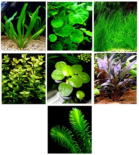 15 plantas de acuario vivas/7 tipos diferentes – Espada de Amazon, césped enano y mucho más. Gran muestrario de plantas para 5 – 10 galones. tanques!