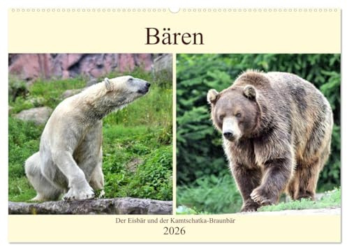 Bären - Der Eisbär und der Kamtschatka-Braunbär (Wandkalender 2026 DIN A2 quer), CALVENDO Monatskalender: Bären aus zwei Kontinenten (CALVENDO Tiere)