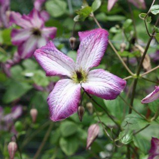 Clematis viticella 'Minuet' - Kletterpflanze mit zweifarbigen Blüten