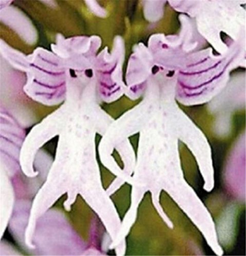 FD3630 Rare Hot Orchis Italica Pyramid Affe Orchidee, Orchideensamen ~ 10PCs ~