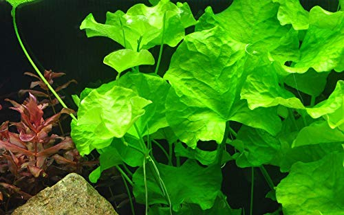 Tropica Aquarium Pflanze Nymphoides hydrophylla Taiwan Nr.041B Wasserpflanzen Aquarium Aquariumpflanzen