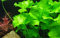 Tropica Aquarium Pflanze Nymphoides hydrophylla Taiwan Nr.041B Wasserpflanzen Aquarium Aquariumpflanzen