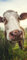 Bilderdepot24 Türtapete Kuh 90 x 200 cm - einteilig Türaufkleber Türfolie Türposter - Tier Tierbild Weide Wiese Rind