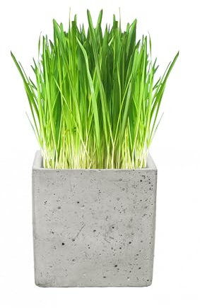 Cat FurNature - Luxury Cat Grass Pots and Growing Kits (Concrete Cube)