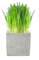 Cat FurNature - Luxury Cat Grass Pots and Growing Kits (Concrete Cube)