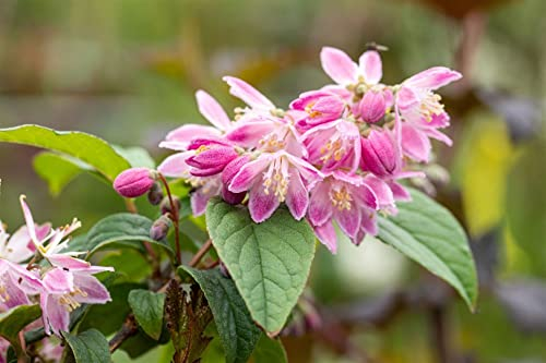 Deutzia magnifica 'Tourbillon Rouge' 40-60 cm - Maiblumenstrauch, rosarote Blüten, Blütezeit Mai-Juni, ideal für Hecken, pflegeleicht und winterhart